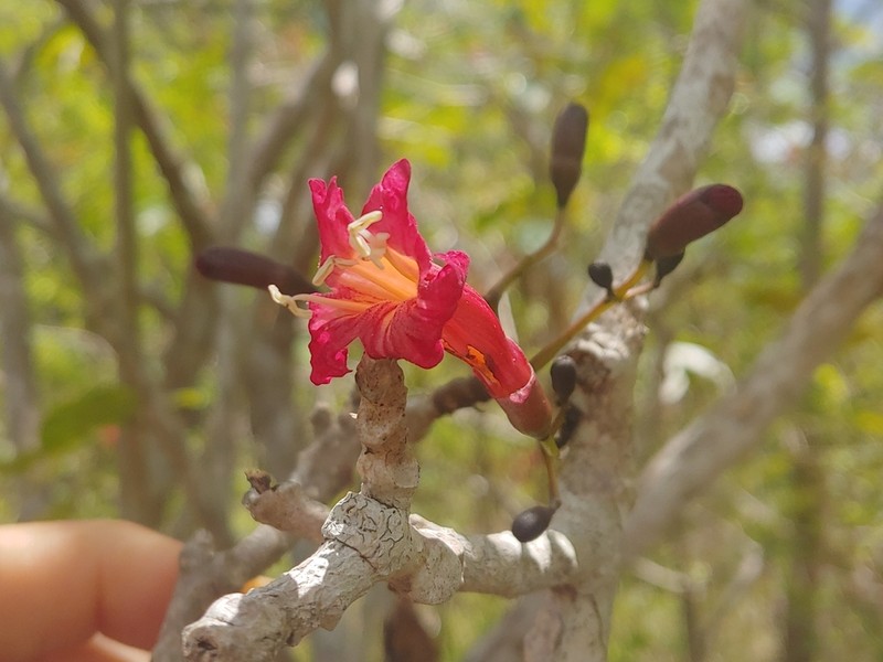 Roble Cimarron