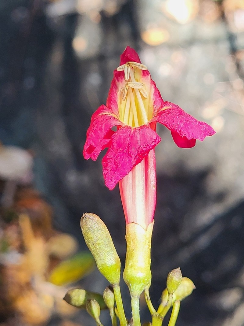 Roble Cimarron photo 2
