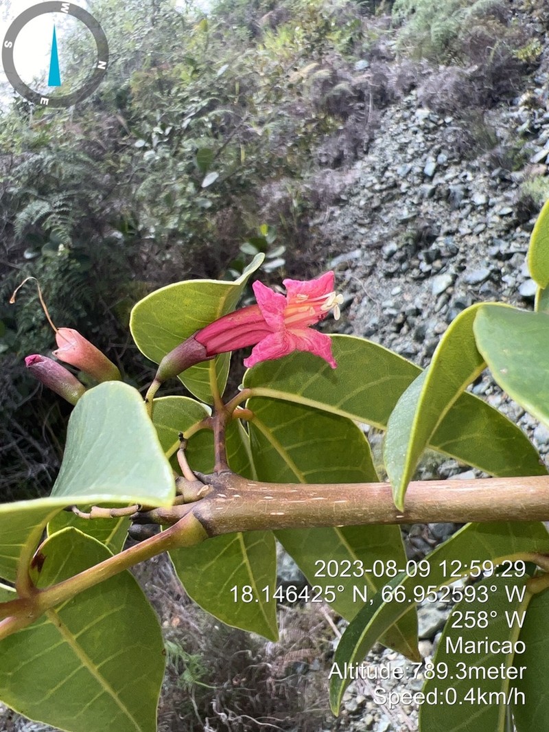 Roble Cimarron photo 3