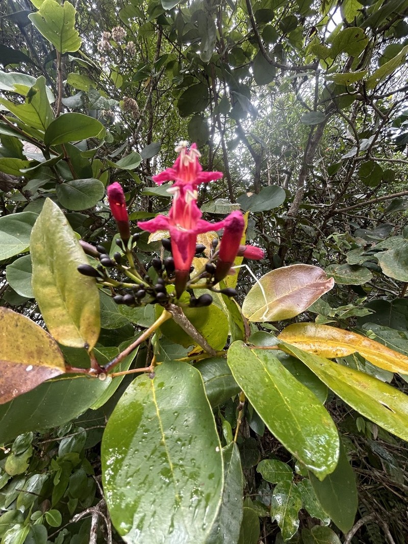 Roble Cimarron photo 6