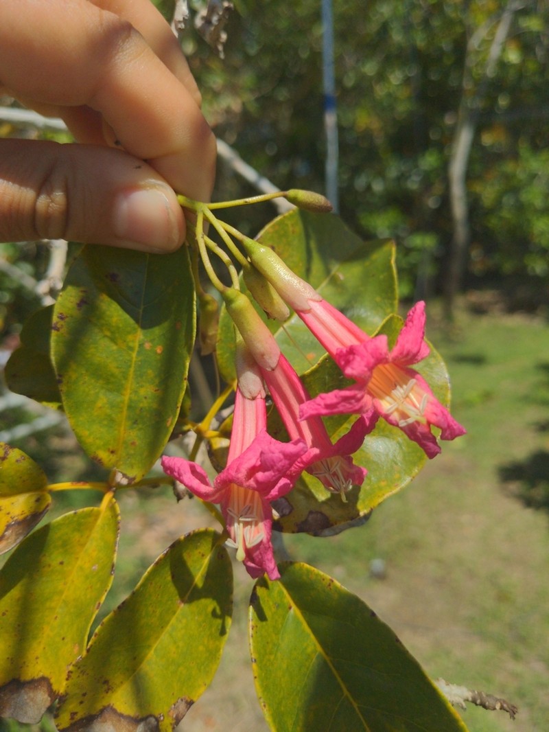 Roble Cimarron photo 7