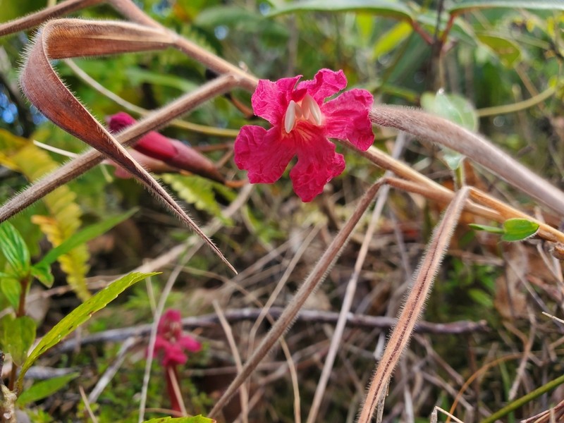 Roble Cimarron photo 8