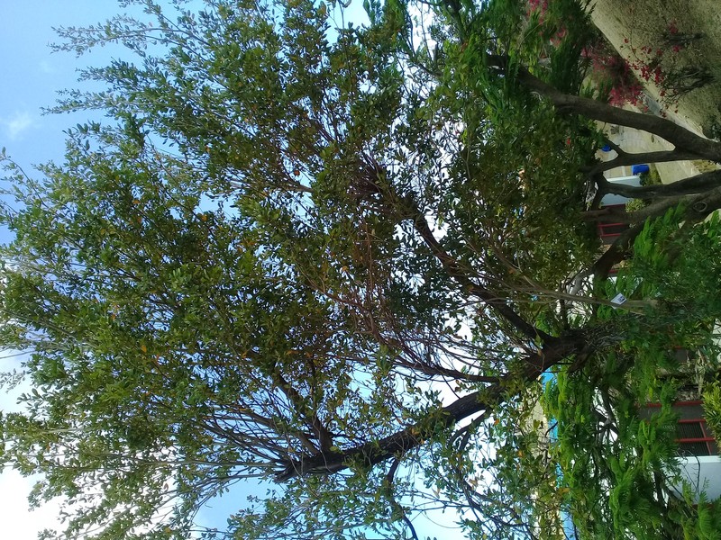 White Cedar photo 4