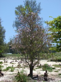White Cedar