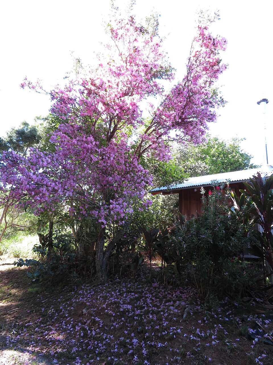 White Cedar photo 5