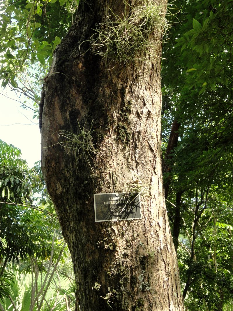 White Cedar photo 6