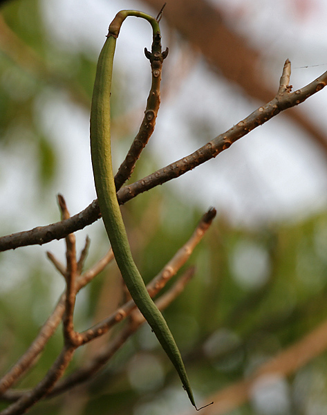 White Cedar photo 7