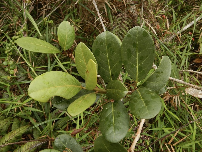 Roble De Sierra photo 2