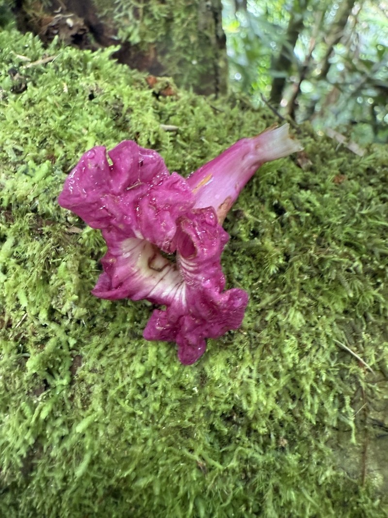 Roble De Sierra photo 3