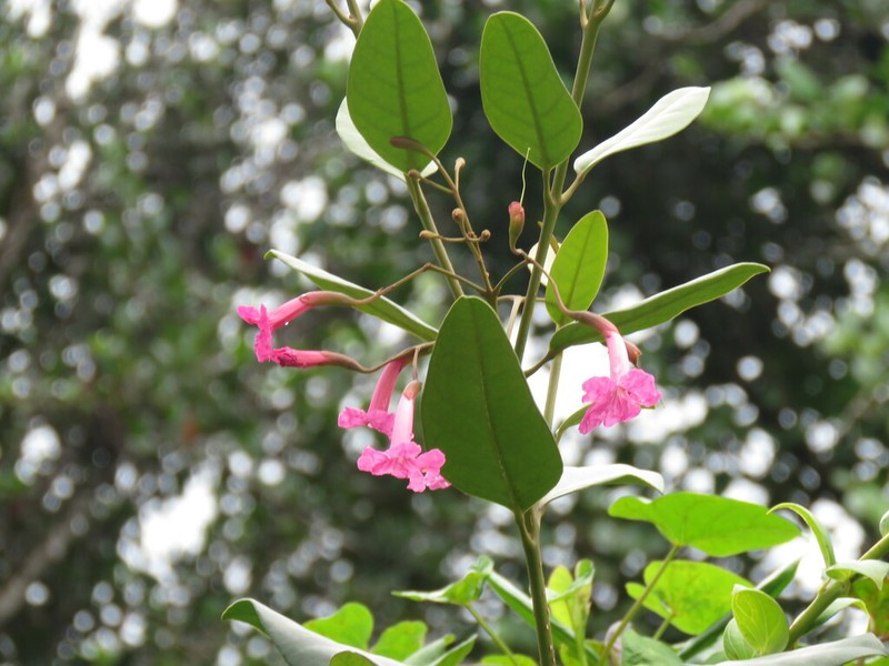 Roble De Sierra photo 4