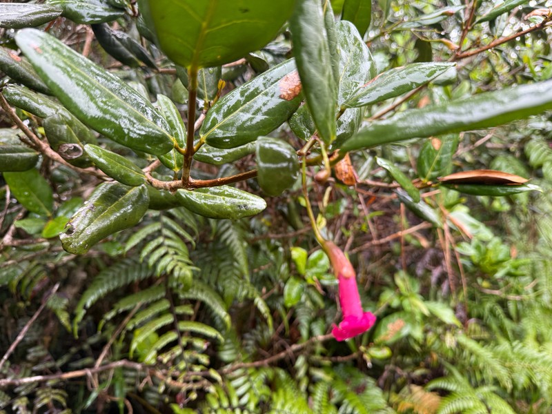 Roble De Sierra photo 8