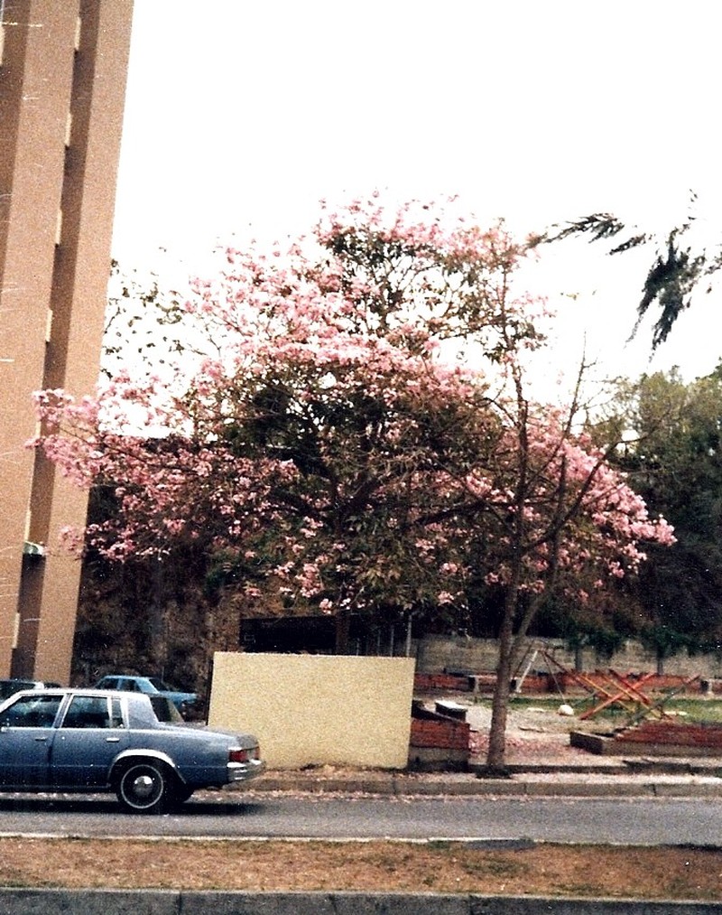 Pink Trumpet-Tree photo 5