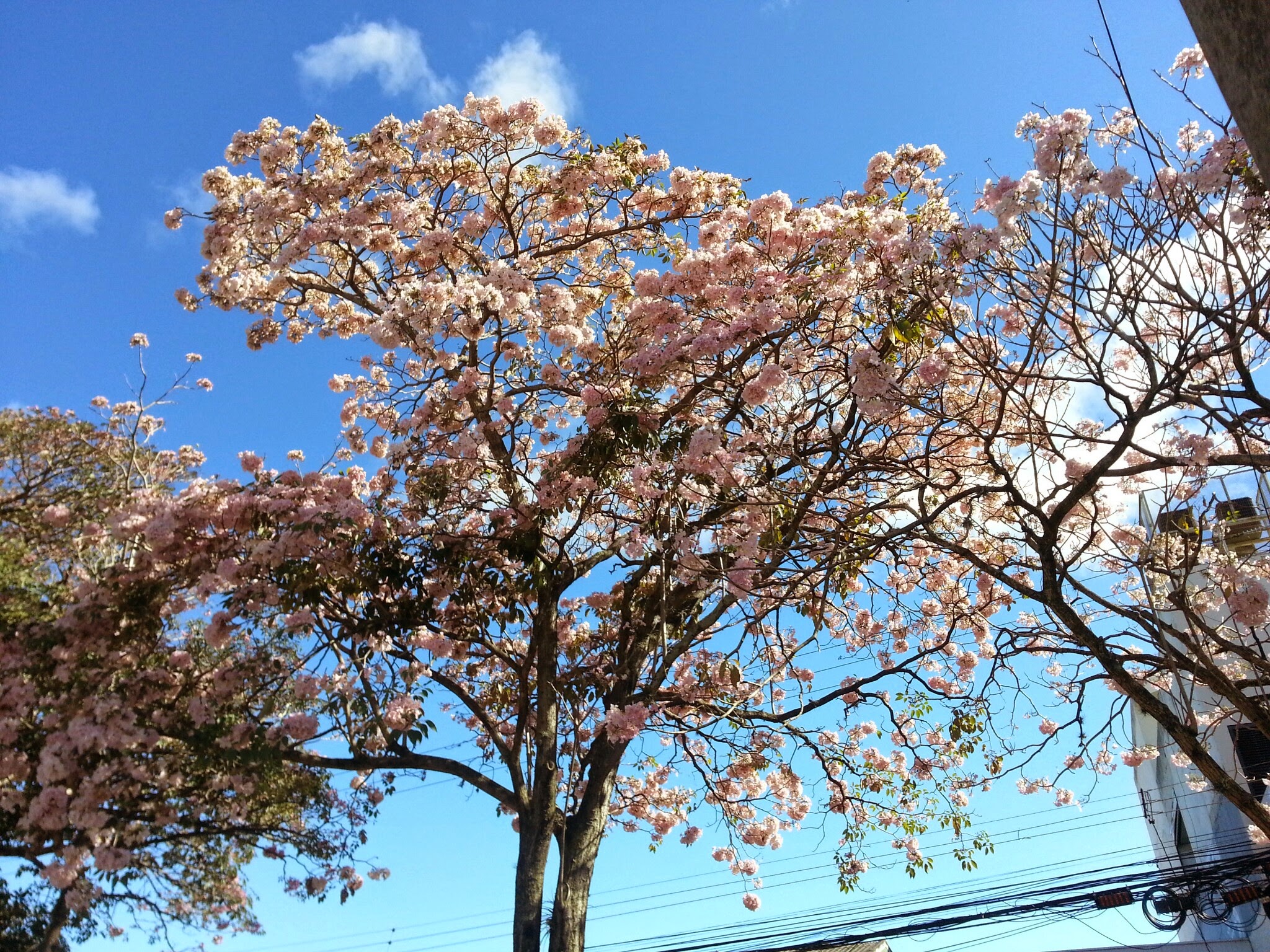 Pink Trumpet-Tree photo 6
