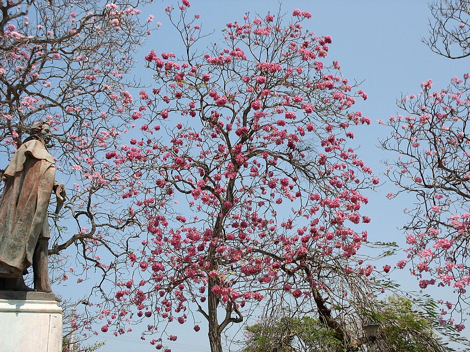 Pink Trumpet-Tree
