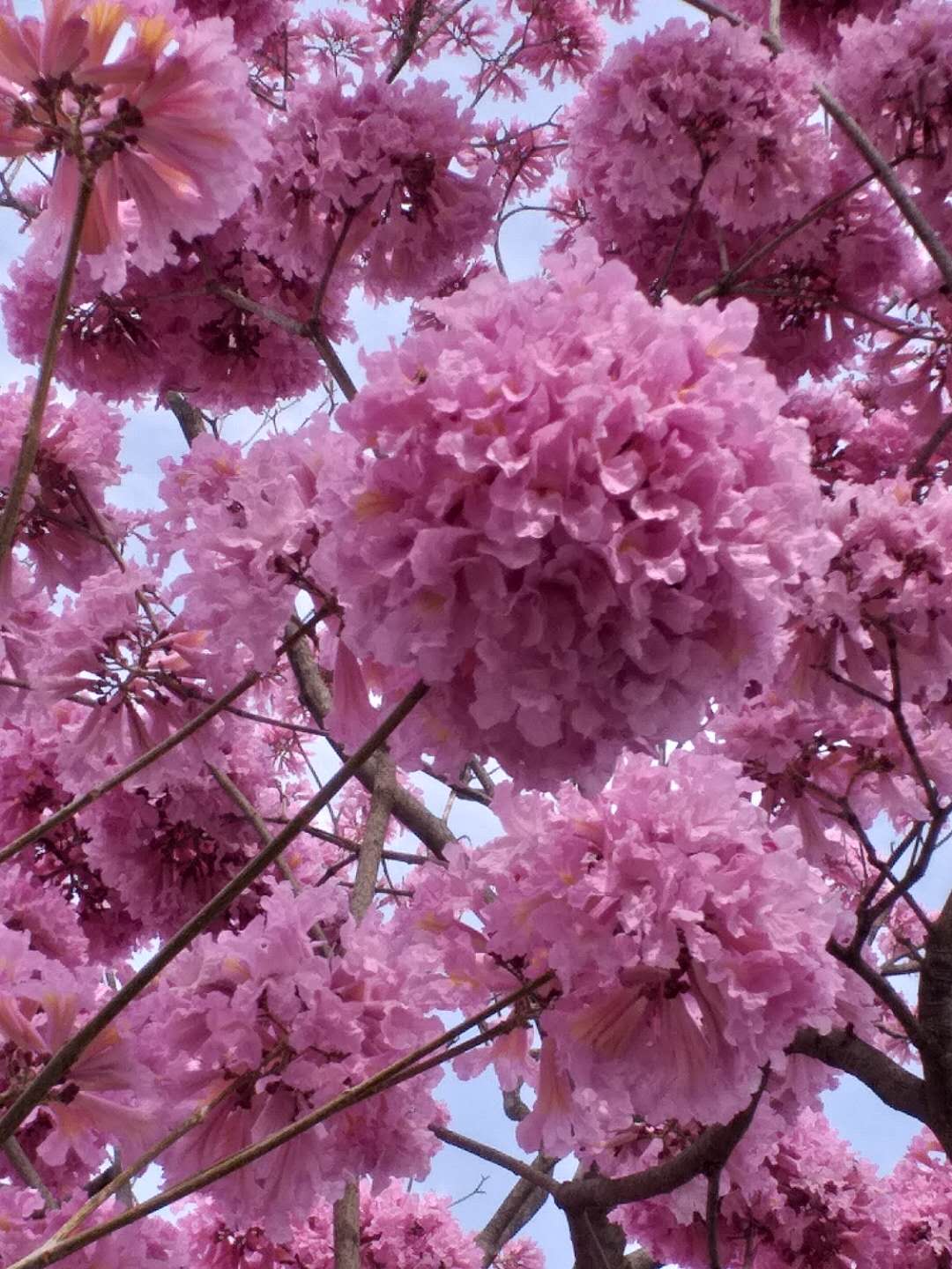 Pink Trumpet-Tree photo 7