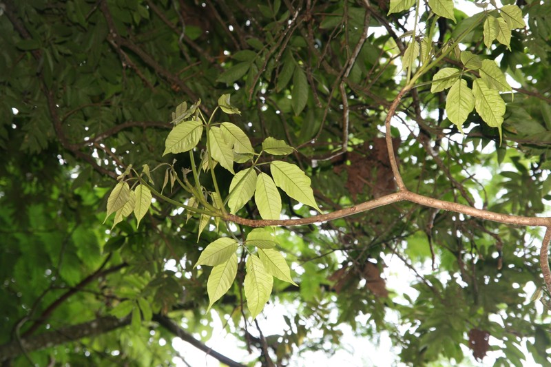 Pink Trumpet-Tree photo 2