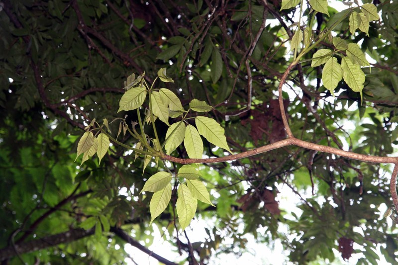 Pink Trumpet-Tree photo 3