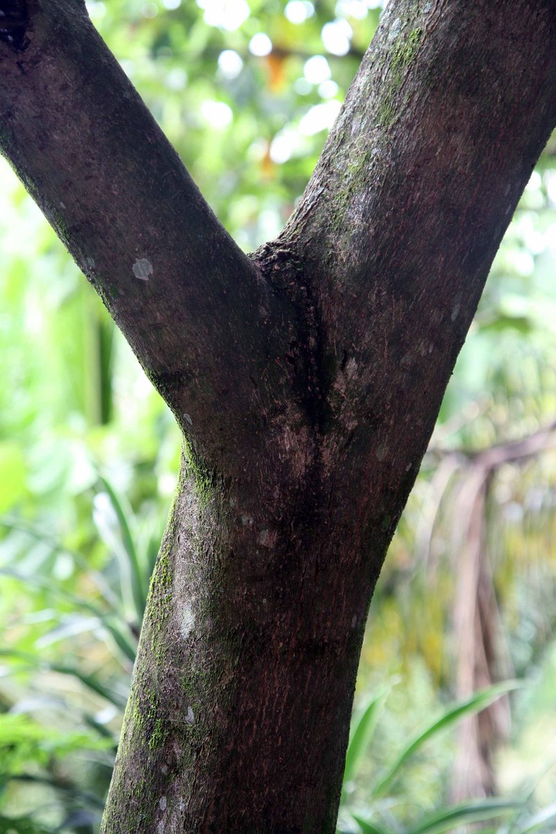 Pink Trumpet-Tree photo 8