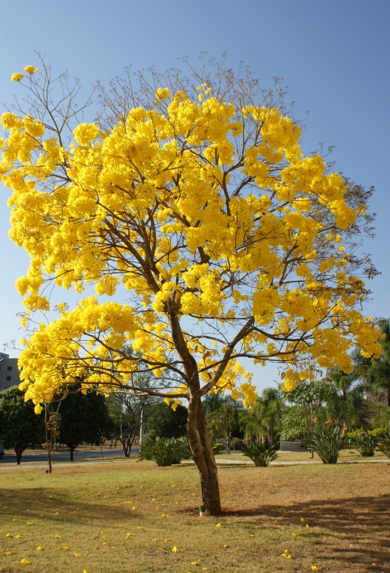 Yellow Poui photo 2