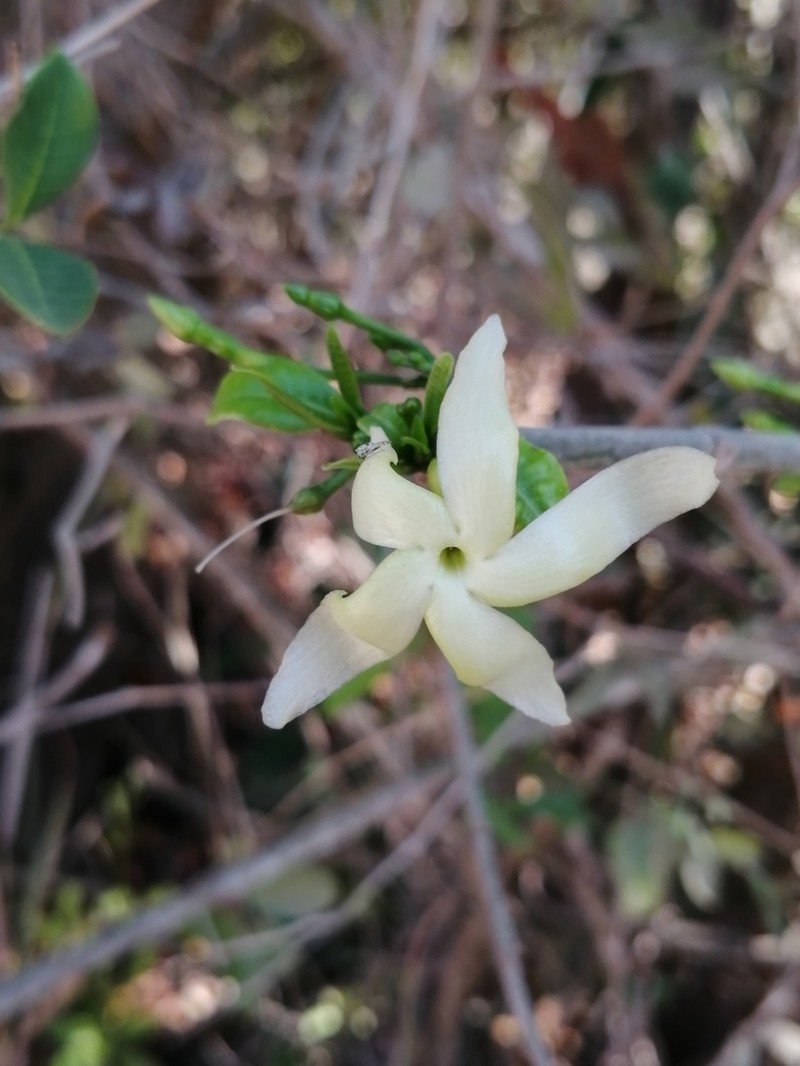Tabernaemontana chamelensis