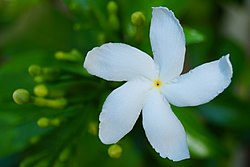 Pinwheelflower