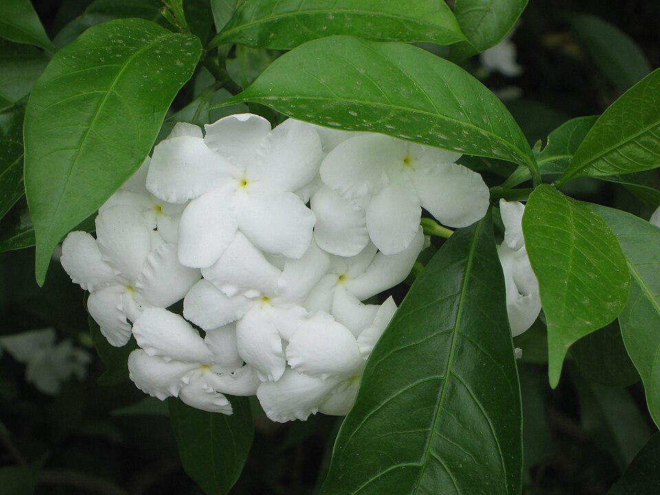 Pinwheelflower photo 4