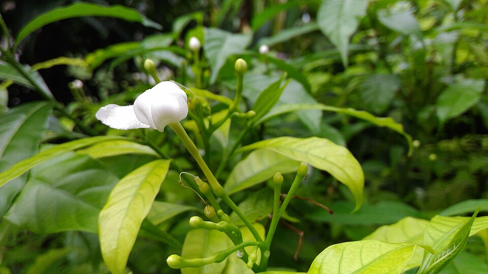 Pinwheelflower photo 5