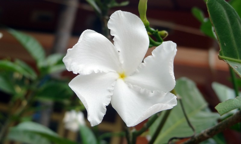 Pinwheelflower photo 3