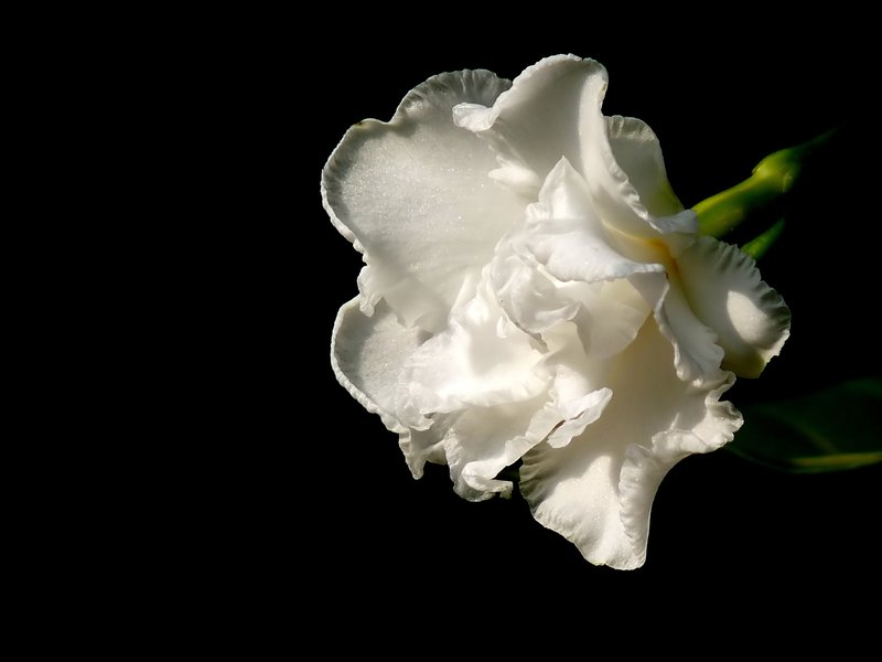 Pinwheelflower photo 7