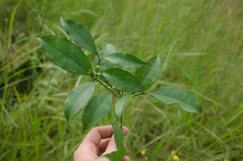 Tabernaemontana fragrans