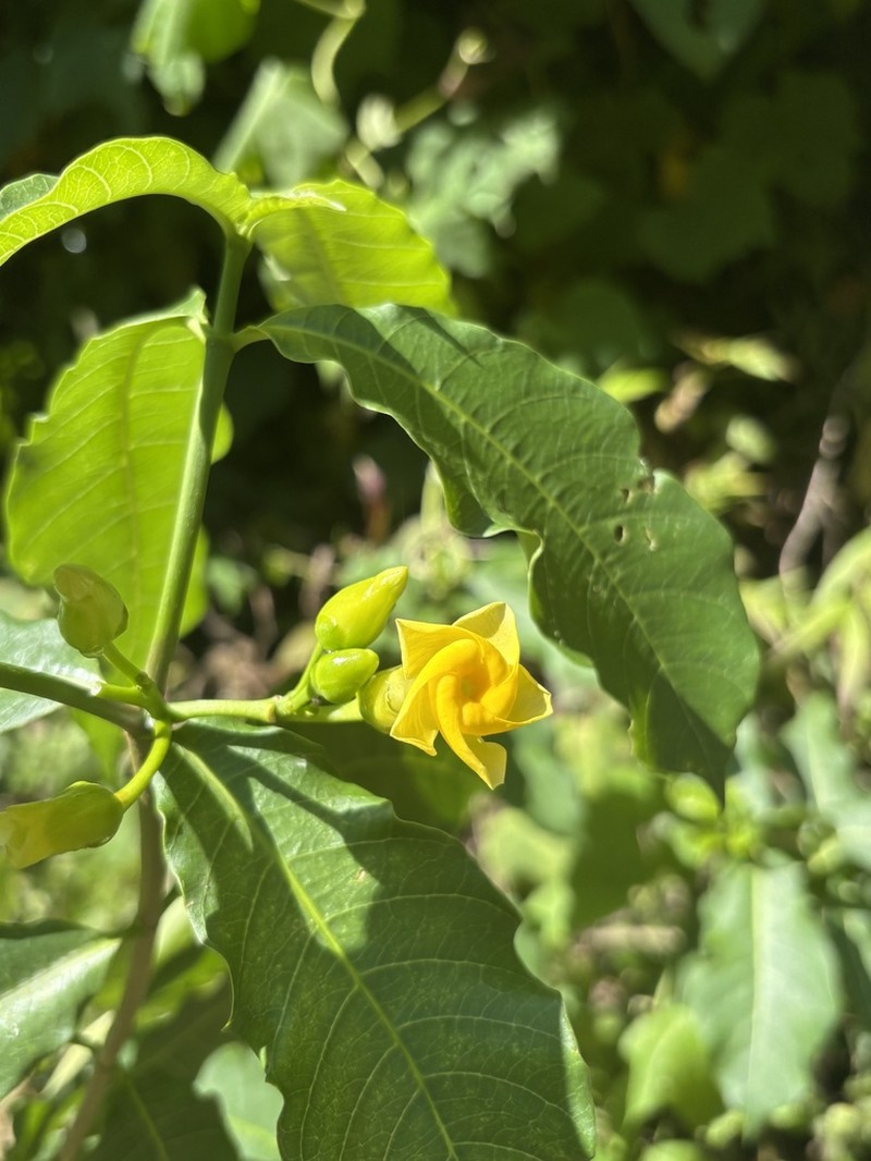 Tabernaemontana ochoterenae