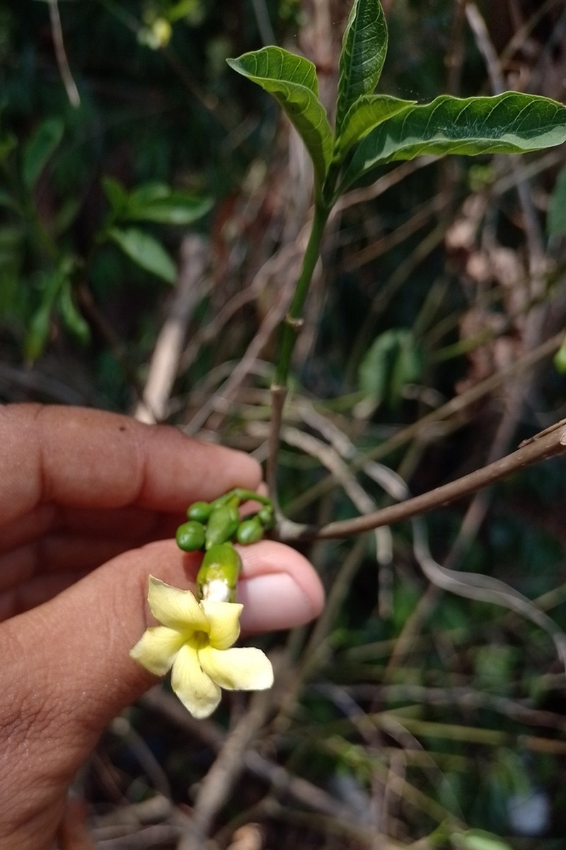 Tabernaemontana ochoterenae photo 3