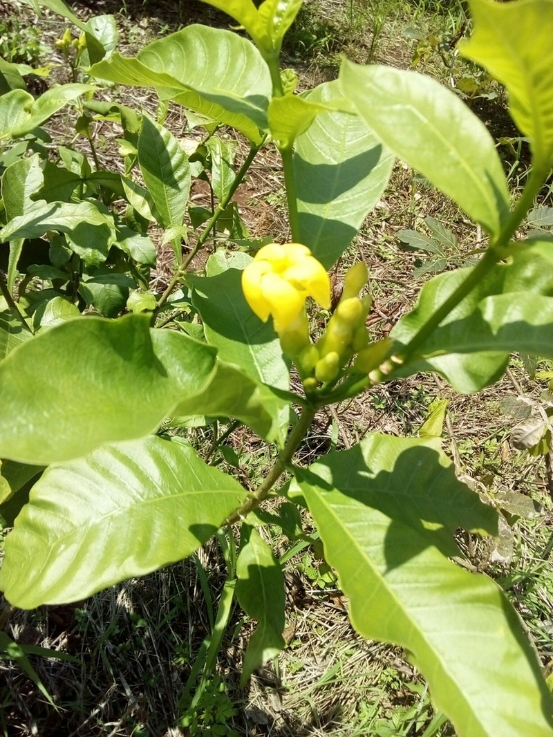 Tabernaemontana ochoterenae photo 4