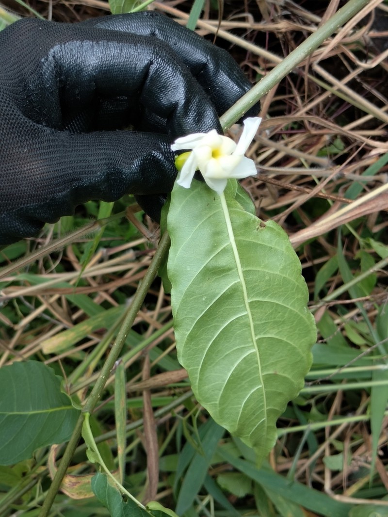Tabernaemontana ochoterenae photo 6