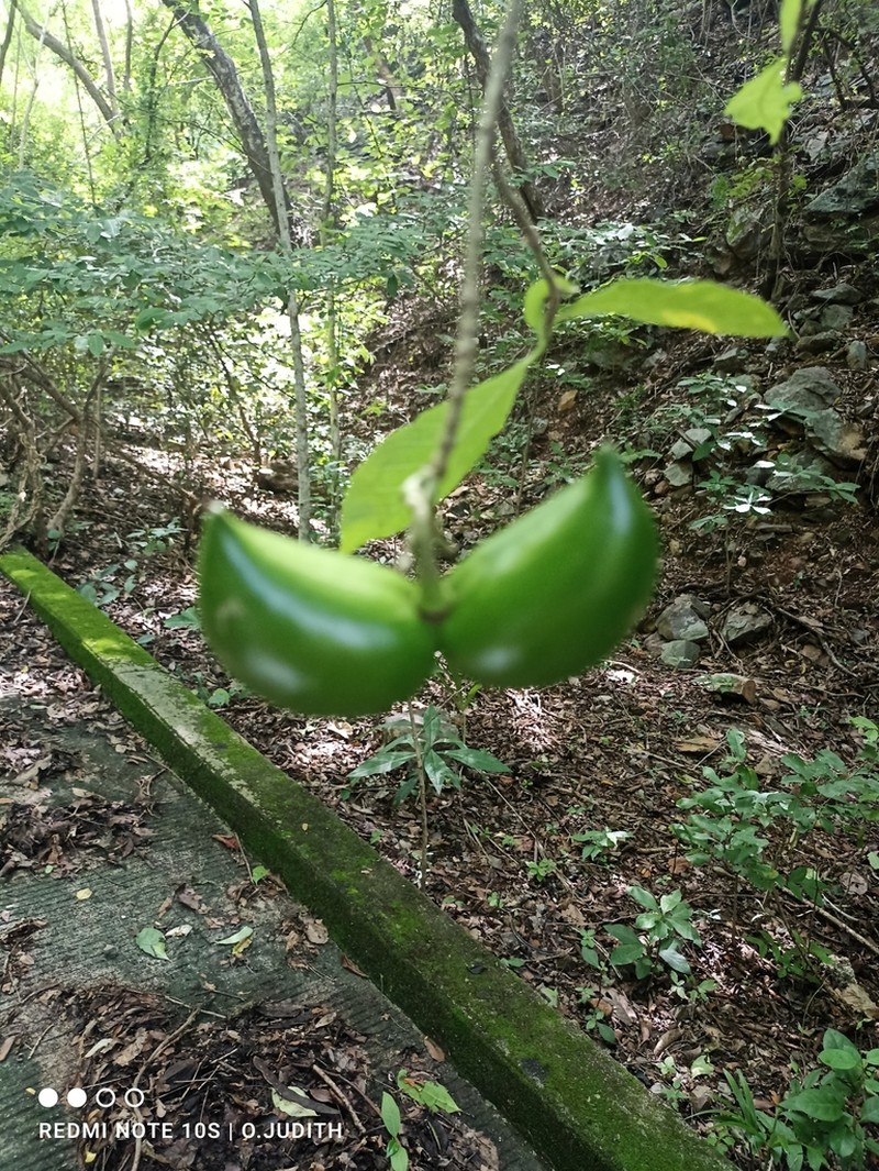 Tabernaemontana ochoterenae photo 7
