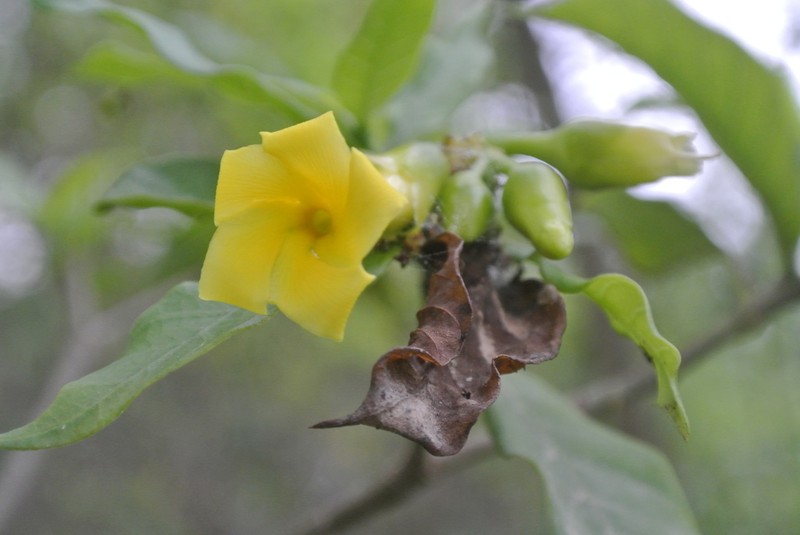 Tabernaemontana ochoterenae photo 8