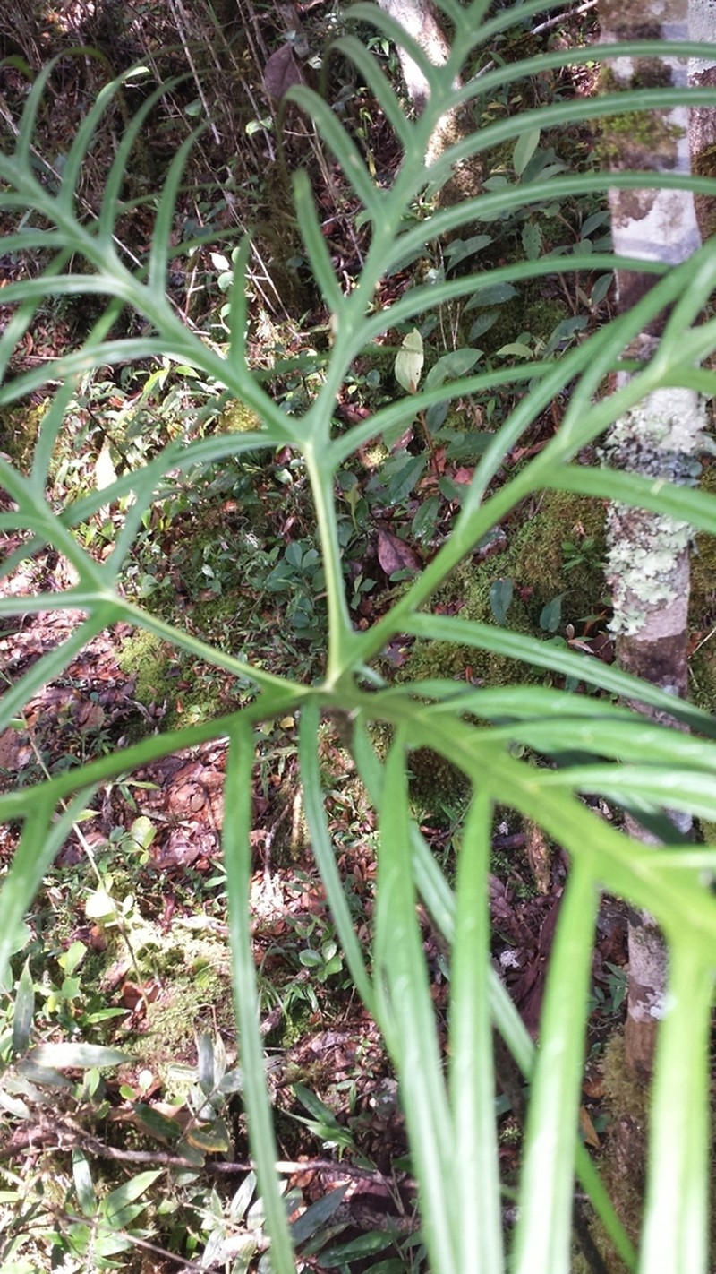 Batflower photo 7