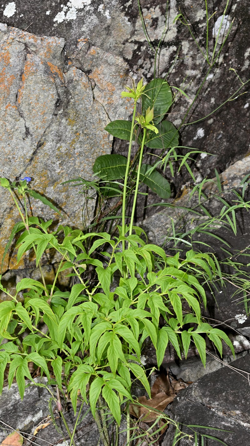 Batflower photo 8