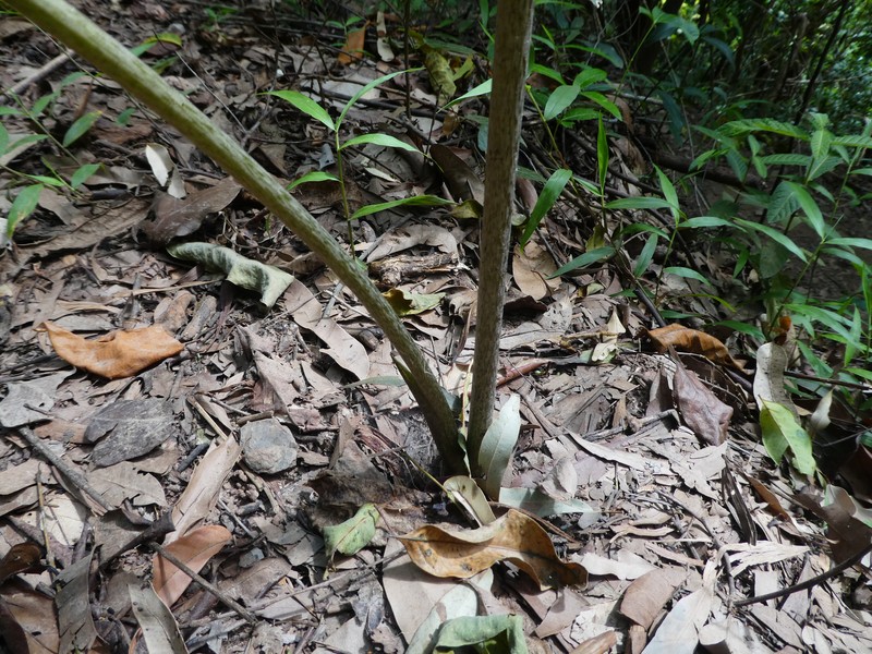 Batflower photo 3