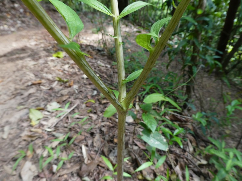 Batflower photo 2