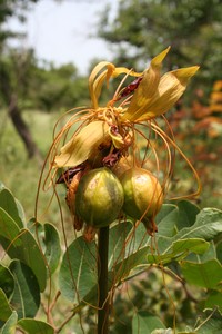 Batflower