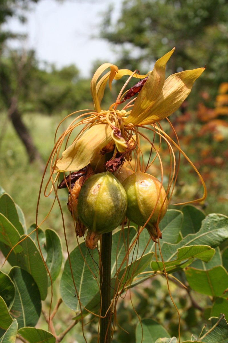 Batflower