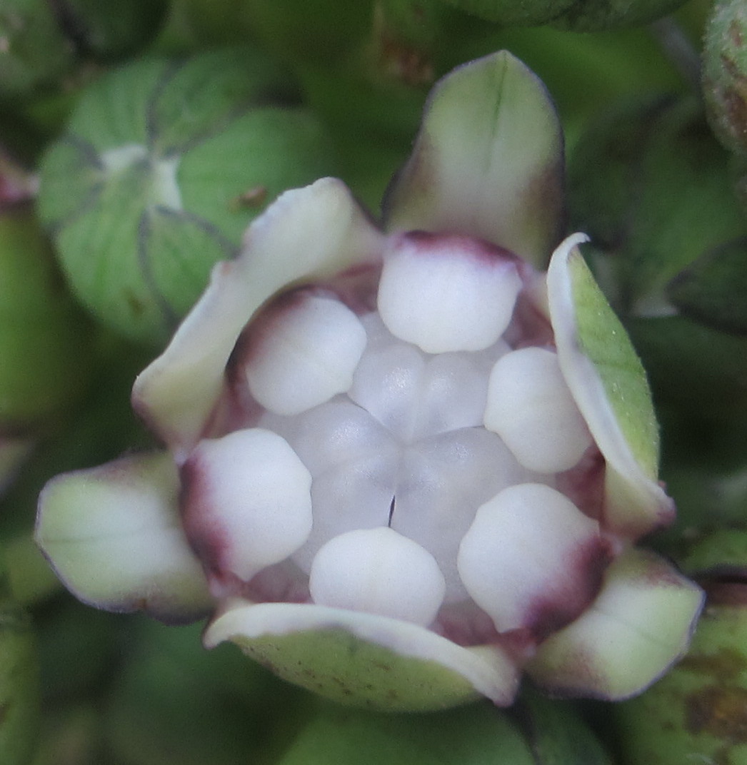 Batflower photo 5