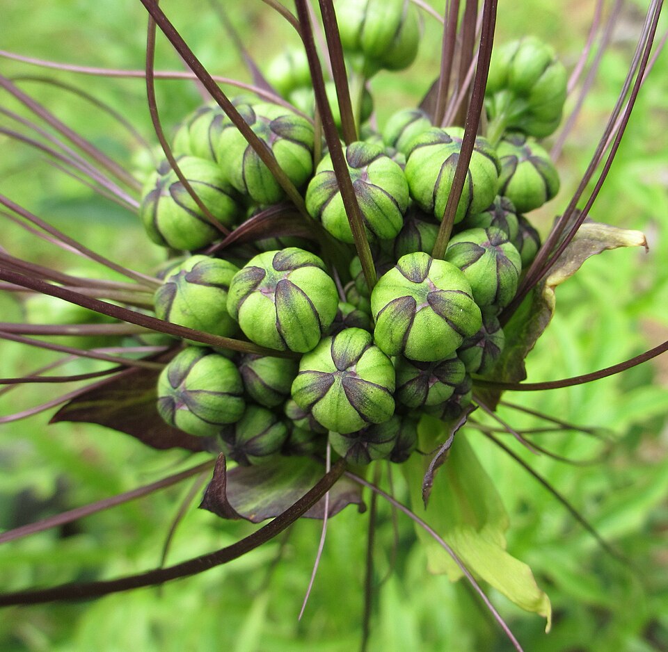Batflower photo 7