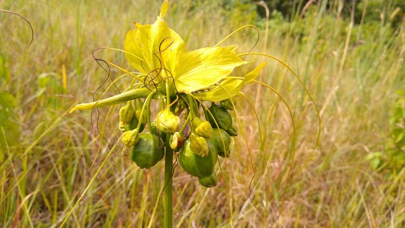 Batflower photo 4
