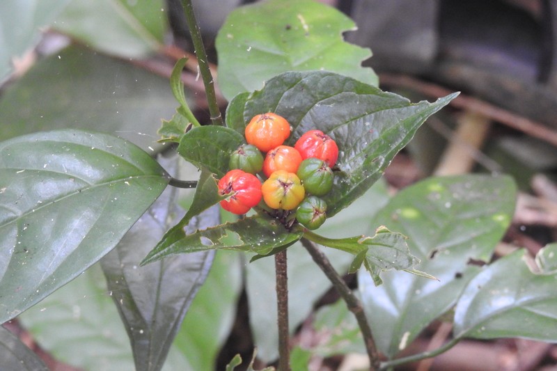 Tacca photo 2