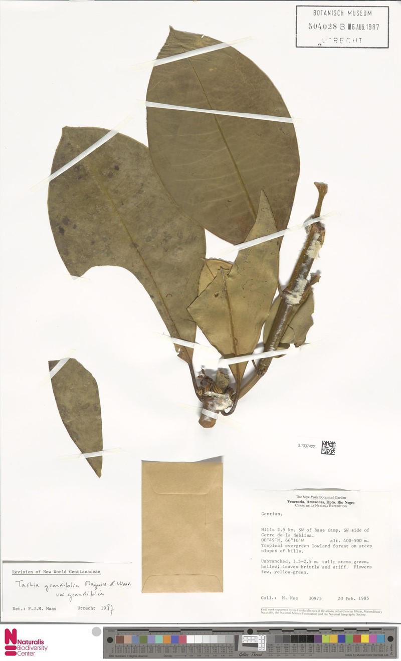 Tachia grandifolia var. grandifolia