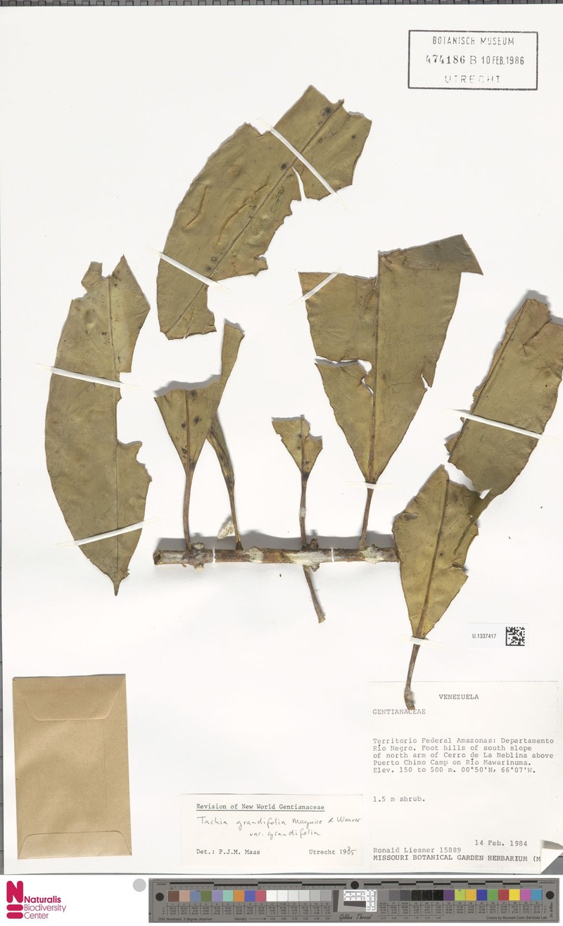 Tachia grandifolia var. grandifolia photo 2