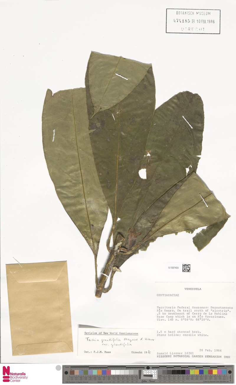 Tachia grandifolia var. grandifolia photo 3