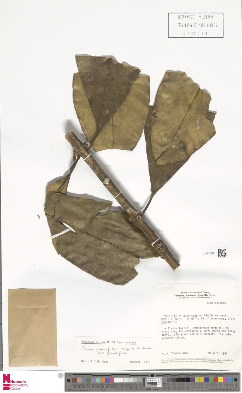 Tachia grandifolia var. grandifolia photo 4